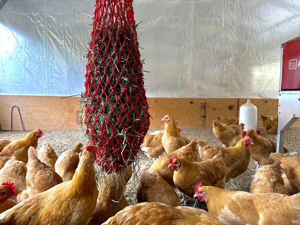 Boosting Gut Health: Unveiling the Benefits of Feeding Chickens Alfalfa