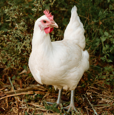 American White Bresse Hatching Eggs