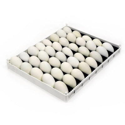 Egg Setter Tray (Flexy80ST)