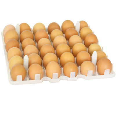 Egg Setter Tray - Chicken - 36 Eggs