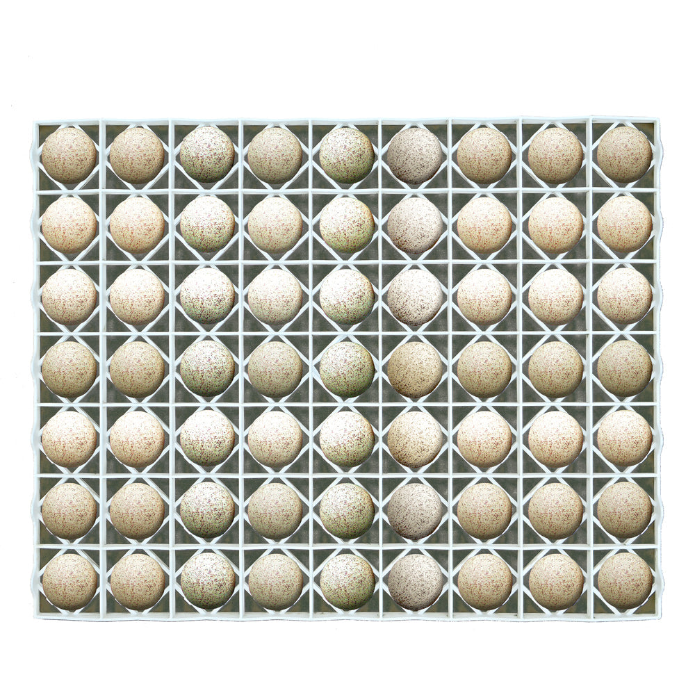 Egg Setter Tray - Duck/Turkey - 63 Eggs